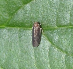 Synecdoche impunctata