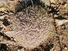 Hormathophylla spinosa