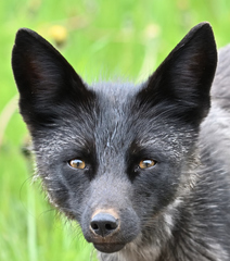 Vulpes vulpes bangsi