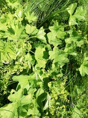 Alchemilla lindbergiana