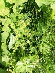 Alchemilla lindbergiana