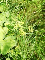 Alchemilla lindbergiana