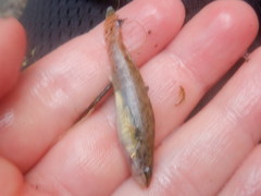 Etheostoma crossopterum