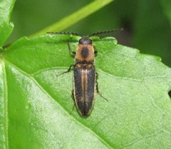 Megapenthes limbalis