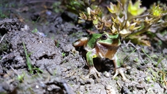 Hyla japonica
