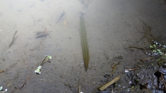 Whitmania pigra