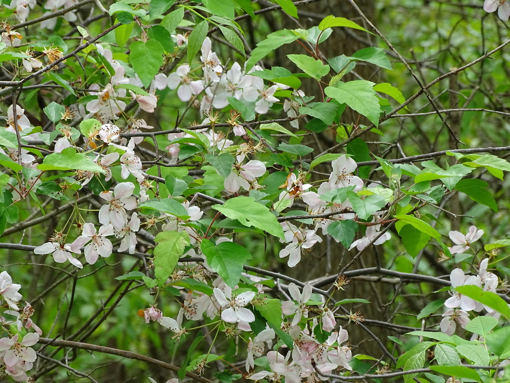 Malus coronaria