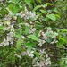Manzano Silvestre Americano - Photo (c) William Van Hemessen, algunos derechos reservados (CC BY-NC), subido por William Van Hemessen