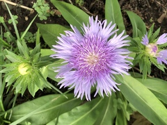 Stokesia