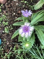Stokesia
