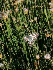 Melanargia