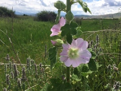 Alcea biennis