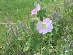 Alcea biennis