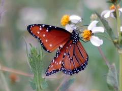 Danaus gilippus