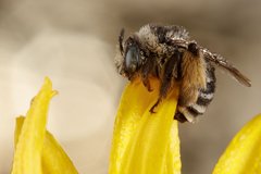 Melissodes microstictus