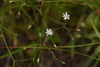 Long-leaved Starwort - Photo (c) Mark Kluge, some rights reserved (CC BY-NC), uploaded by Mark Kluge