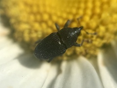 Odontocorynus salebrosus