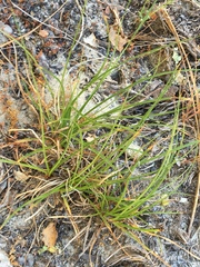 Carex globosa