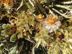 Catananche caespitosa