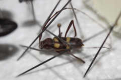 Aethecerinus latecinctus