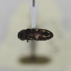 Acmaeoderopsis hassayampae