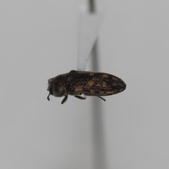 Acmaeoderopsis junki