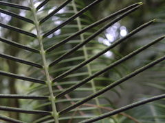 Lomaridium binervatum