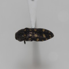 Acmaeodera pinalorum