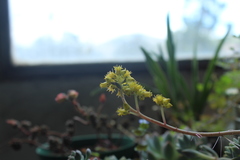 Echeveria prolifica