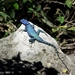 Northern Blue Mountain Lizard - Photo (c) Cabo Neri, some rights reserved (CC BY-NC-ND), uploaded by Cabo Neri