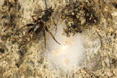 Sergiolus columbianus