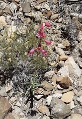 Penstemon floridus austinii