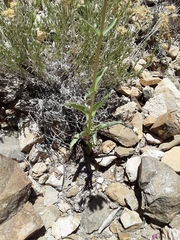 Penstemon floridus austinii