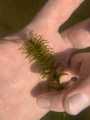 Elodea canadensis