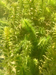 Elodea canadensis