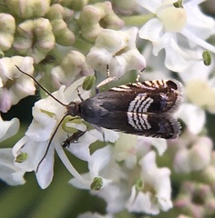 Grapholita compositella