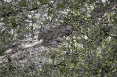 Scinax x-signatus