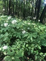 Aegopodium podagraria