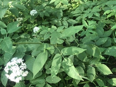 Aegopodium podagraria