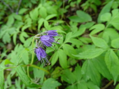 Hydrophyllum virginianum