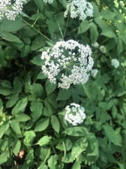 Aegopodium podagraria