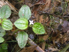 Aciotis acuminifolia