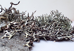 Hypogymnia inactiva