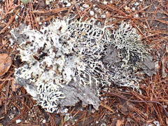 Hypogymnia inactiva