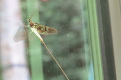 Ephemera guttulata