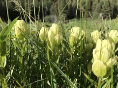 Castilleja occidentalis