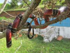 Erythrolamprus mimus