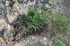 Livistona halongensis
