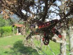 Erythrolamprus mimus