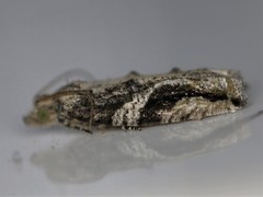 Proteoteras crescentana